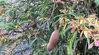 Taste testing homegrown Tamarind in AZ