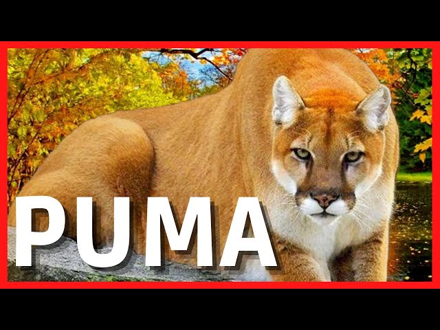 PUMA - O rei das Américas - fatos e curiosidades - Cougar 