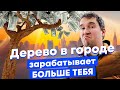 Как деревья делают дома дороже и снижают преступность? 10 необычных эффектов от озеленения города