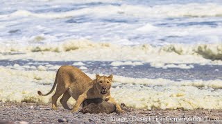 E55 MARINE FOOD RESOURCES  Desert Lion Conservation Trust