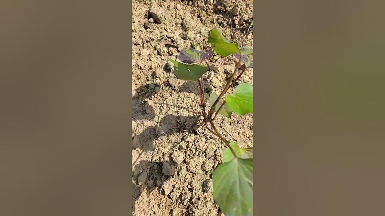 What s Eating My Sweet Potato Plants TennesseeFarm YouTube what-s-eating-my-sweet-potato-plants-tennesseefarm-youtube