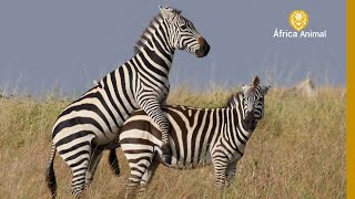 A REPRODUÇÃO DE ZEBRAS - ÁFRICA ANIMAL