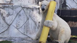 【新緑の誘惑：フブキの陽気な遊び】東山動物園、シロクマ、Higashiyama Zoo and Botanical Garden、動物園、Zoo、フブキ