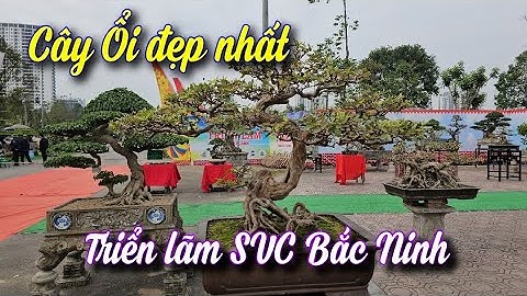 SH.10024. Gặp cây Ổi đẹp nhất triển lãm SVC TP Bắc Ninh 2025.