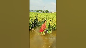 Giống lúa lạ cao hơn đầu người cho năng suất khủng.