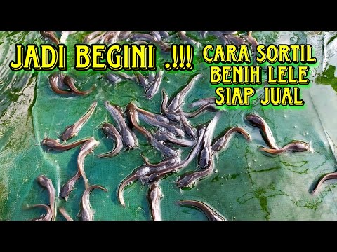 Jadi Begini.!! Cara Sortil Benih Lele siap Jual