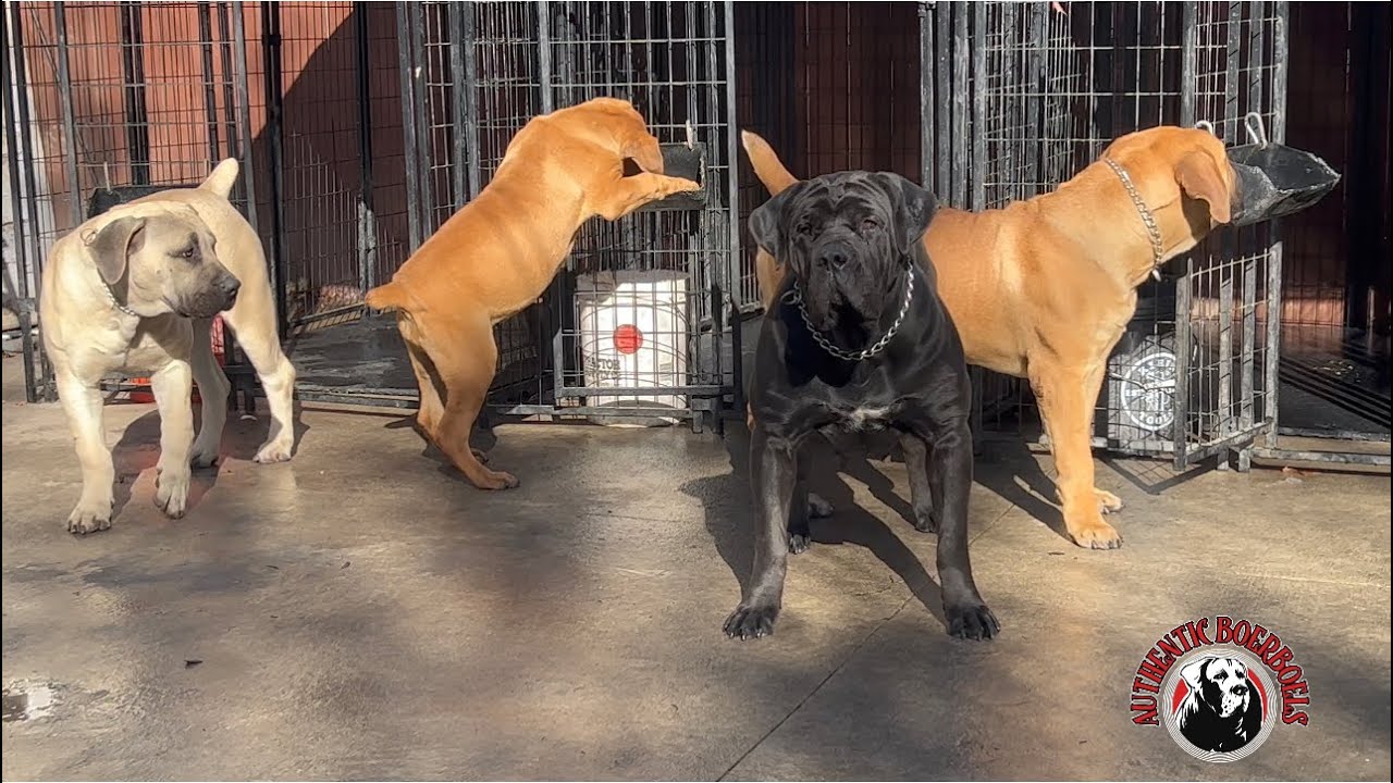 A inside Look of Authentic Boerboels