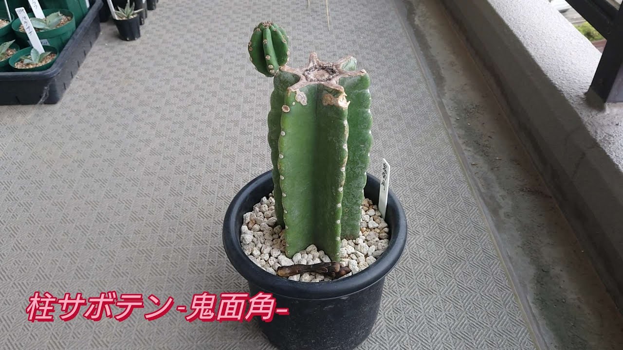 柱サボテン -鬼面角-】 こんなことになるとは・・・ 楽しみにしてたの