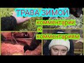 Трава- зимой. Комментарии к Комментариям ☺