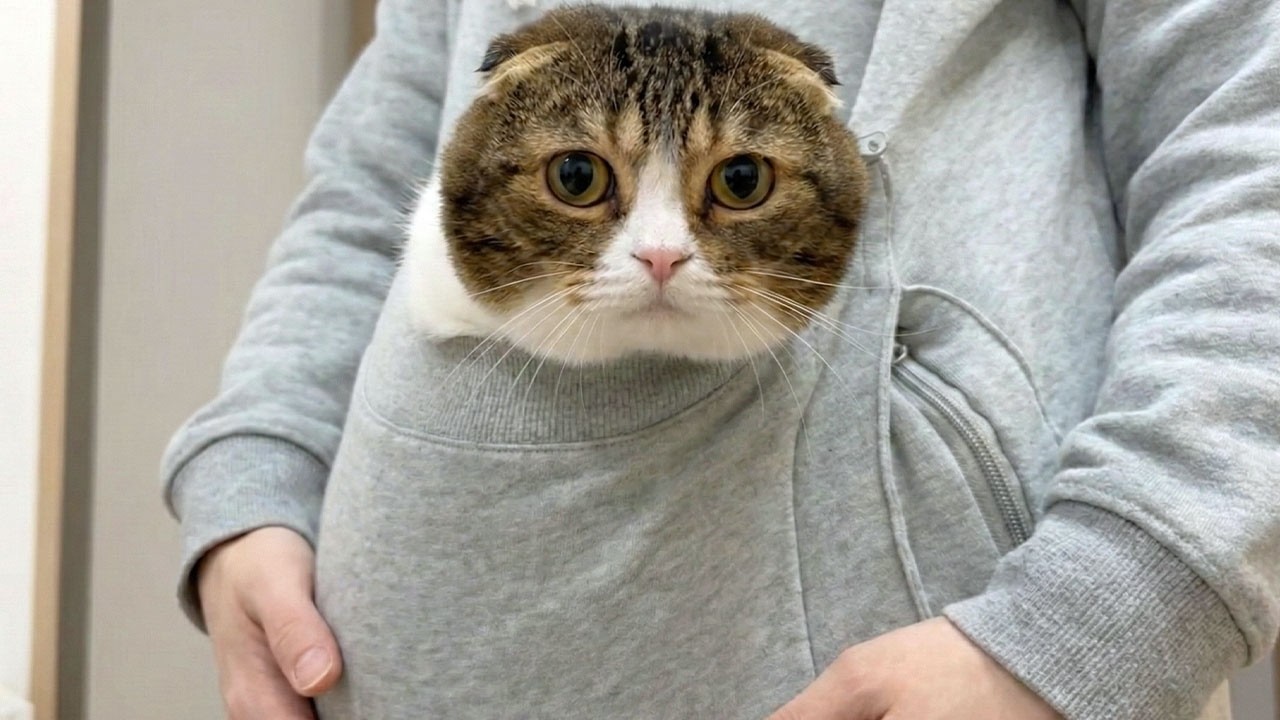 猫が甘えん坊で離れないのでポケットに入れて家事をしてみたら最高でした！