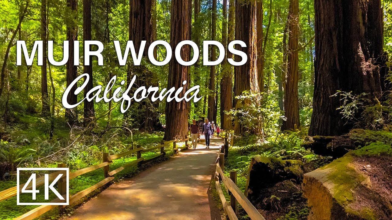[4K] Muir Woods National Monument - California - Walking Tour