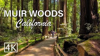 [4K] Muir Woods National Monument - California - Walking Tour