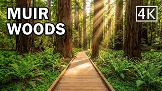 [4K] Muir Woods National Monument - California - Walking Tour
