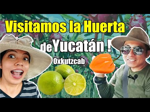 En la Huerta del estado - Visitando Pueblos Pt 2 - Oxkutzcab