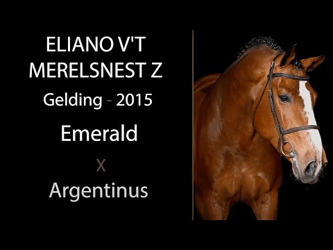 n° 7 ELIANO V'T MERELSNEST Z - For sale at The Youngsters Auction AS 111 - Sat 6 MAY 23 - 8PM CEST