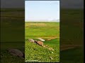 ضيعة كاسان بريف ديرك 