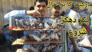 Birds Market Lalukhet Sunday Video Latest Update  28-4-24 in Urdu\/Hindi