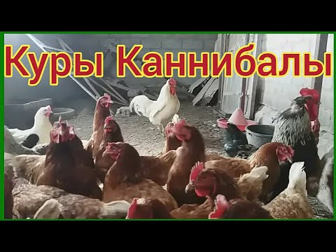 Каннибализм у Кур . Расклев Яйца у Курей . Лечение и Профилактика ...