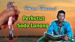 Perkutut Katuranggan Sodo Lanang