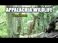 Appalachia Wildlife Video 23-21 from Trail Cameras in the Foothills of the Great Smoky Mountains