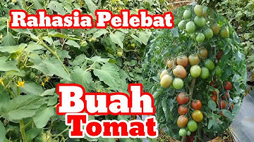 CARA MELEBATKAN BUAH PADA TANAMAN TOMAT
