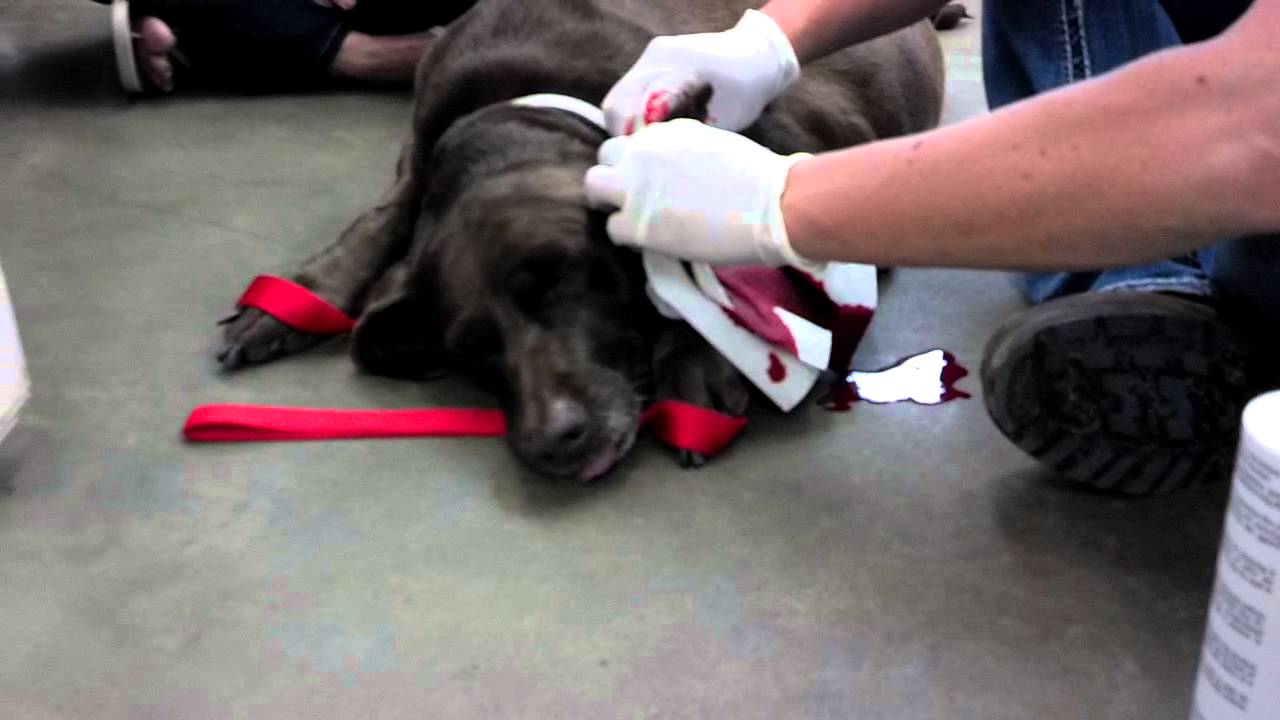 aural hematoma dog