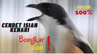 CENDET/PENTET ISIAN LOVE BIRD, KENARI DAN GEREJA TARUNG