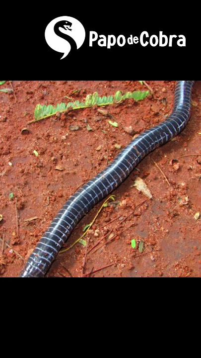 Desespero! Criança é picada após pisar em serpente venenosa; vídeo, Curiosidades