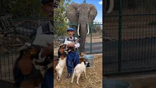 Burma Bıyıklı Dedeme Afrikadan Fil, Katran Dağından Da Cüce Keçi Getirdik