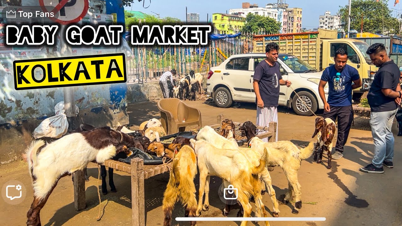 Рынок коз в Калькутте Раджа Базар | Продажа козлят