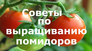 СОВЕТЫ по выращиванию помидоров (основаны на опыте)!!!