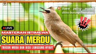 🔴LIVE PEMASTERAN: Trucukan Betina GACOR MAXIMAL!! Pancingan Ampuh Trucukan Gacor ROPEL PANJANG screenshot 5