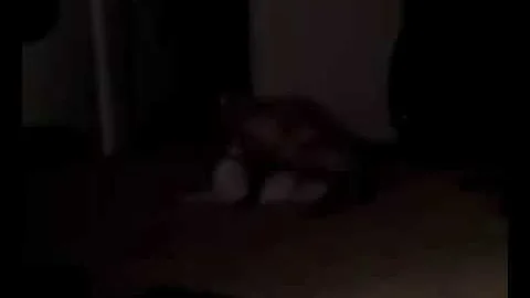 Watch the video about Siamese in heat