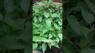 Grow Red Chillies from seeds Timelapse ???shortsredchilli mirchi
