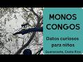 Monos Congos - Datos Curiosos para Niños