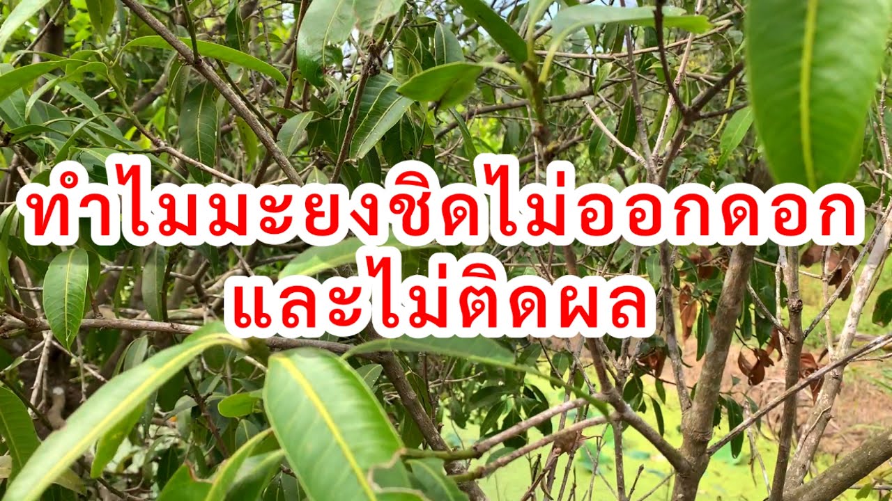 ทำไมมะยงชิด ไม่ออกดอก ออกช่อ ปัญหาผลร่วงง่าย เพราะอะไร?…มีตัวช่วยค่ะ