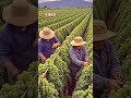 अँगूर की खेती की आसान विधि 🍇