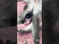 親子ザルが楽しそうに遊ぶ🐒💕 ~ Wat Phnom にて
