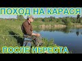 Поход на карася после нереста  Hiking crucian carp after spawning