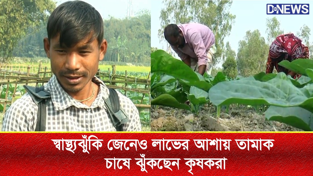 স্বাস্থ্যঝুঁকি জেনেও লাভের আশায় তামাক চাষে ঝুঁকছেন কৃষকরা