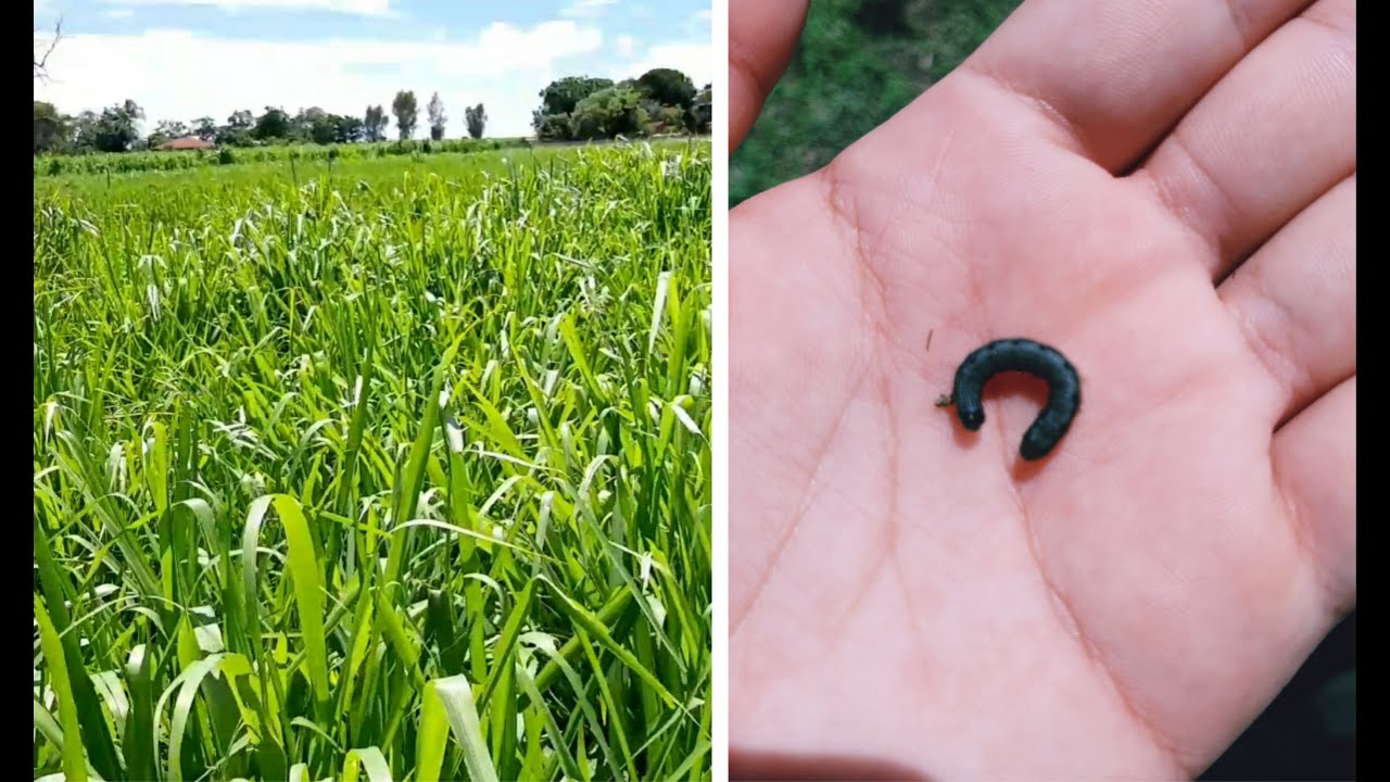 PRAGA DE LARGATA NAS PASTAGENS