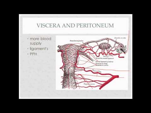 anatomy review - for OB GYN rotation