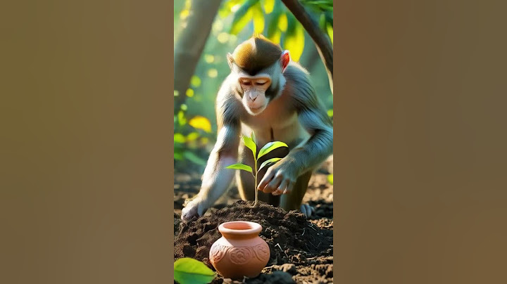 monkey and mango tree 🐵🥭