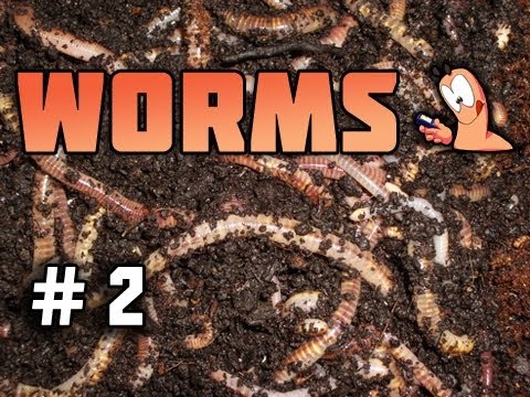 i haz worms multiplayer pl0x mitch vs. mat part 2 of 2 - i haz worms multiplayer pl0x mitch vs. mat part 2 of 2