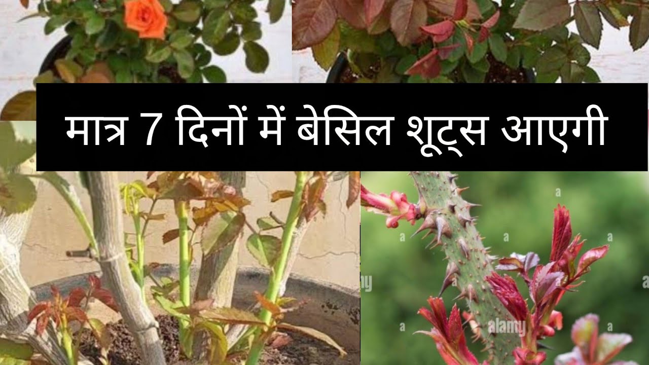 Best Fertilizer for Rose Plant / गुलाब के लिए बेस्ट खाद / Rose fertilizer for flowering