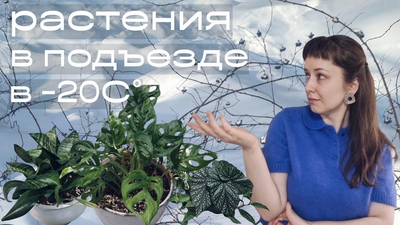 Что будет с растениями в подъезде при –20°C