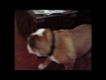 Perpetual motion bulldog