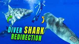 Tiger Sharks Getting Redirected by Divers