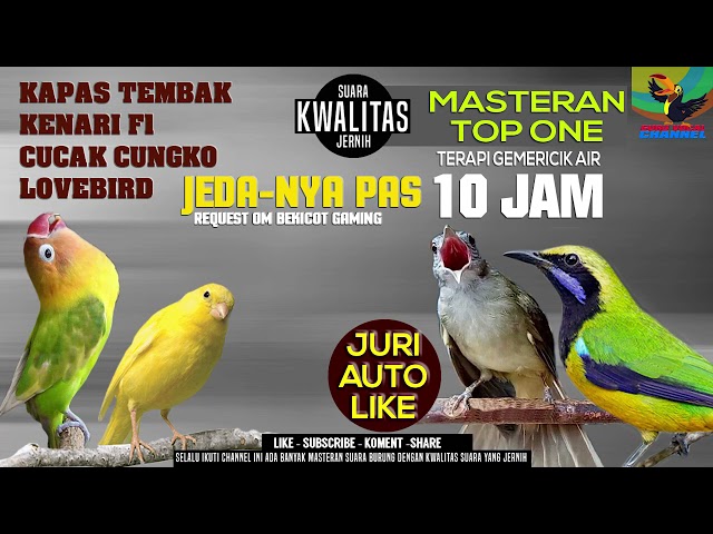 Master Burung full Tembakan (Kenari, Lovebird, Kapas Tembak, Cucak Cungko) REQUEST OM BEKICOT GAMING class=