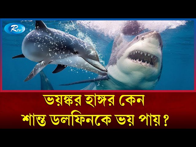 শান্ত স্বভাবের ডলফিন কীভাবে হাঙ্গরকে ঘায়েল করে? | Dolphin shark | Rtv News class=